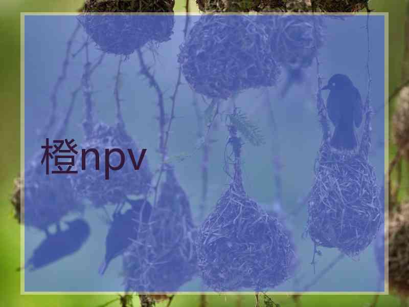 橙npv